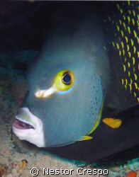 French Angel Fish at Vieques Island in Puerto Rico by Nestor Crespo 